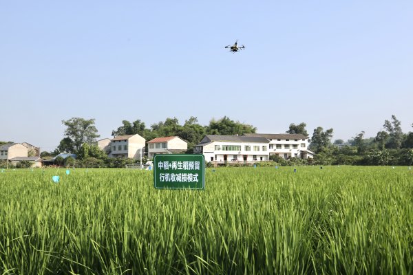 广升网 2000余万元投入2025年水稻生产！四川宜宾翠屏区科技赋能稻香满田