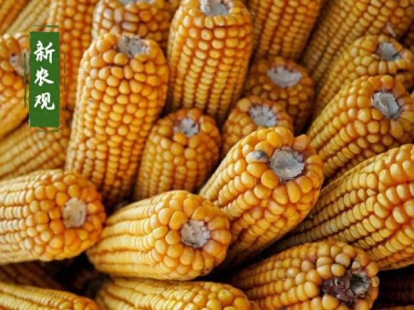 天猫配资 玉米停收! 一口气又提到了嗓子眼儿, 什么信号?